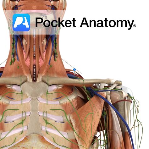 Branches Of Subclavian Artery