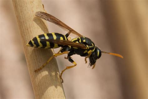 How to Treat Bee Stings | The Old Farmer's Almanac