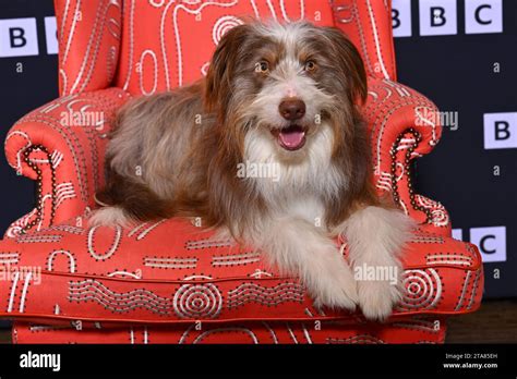 London, UK. 29 November 2023. Famous 5 cast member Kip, who plays Timmy ...