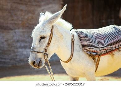547 Indian Beautiful Ass Royalty-Free Images, Stock Photos & Pictures ...