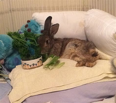 how do you rabbit weak without vet 7