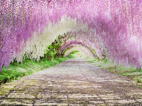 Kawachi Fuji Garden | Wisteria Tunnel | Japan Deluxe Tours