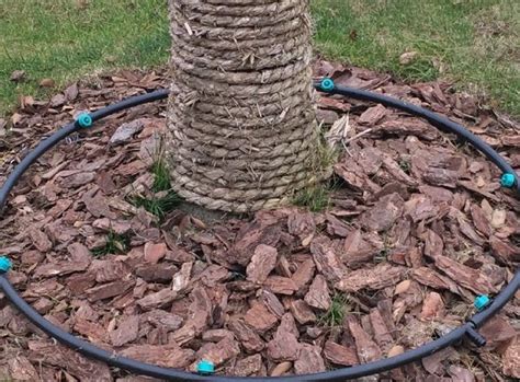 design fruit tree drip irrigation system
