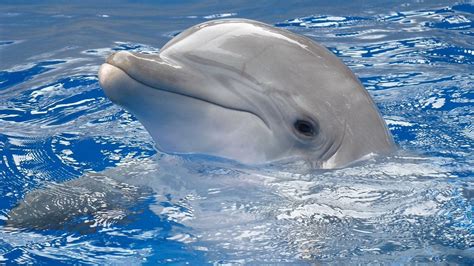 Cute Dolphin Wallpapers - Wallpaper Cave