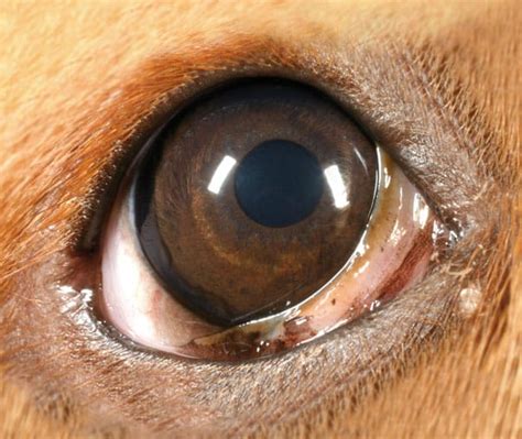 Cherry Eye in Dogs (Third eyelid gland prolapse) - NDSR