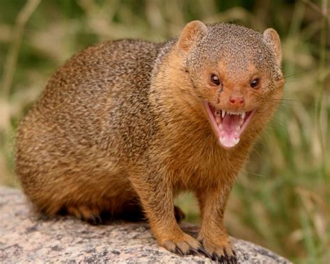 MongoDB + Mongoose. For my last post, I wrote about my… | by Maya ...