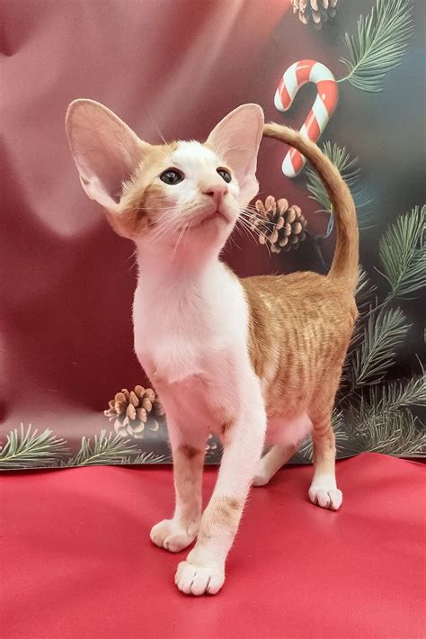 Nigel Oriental Shorthair Kitten with Love