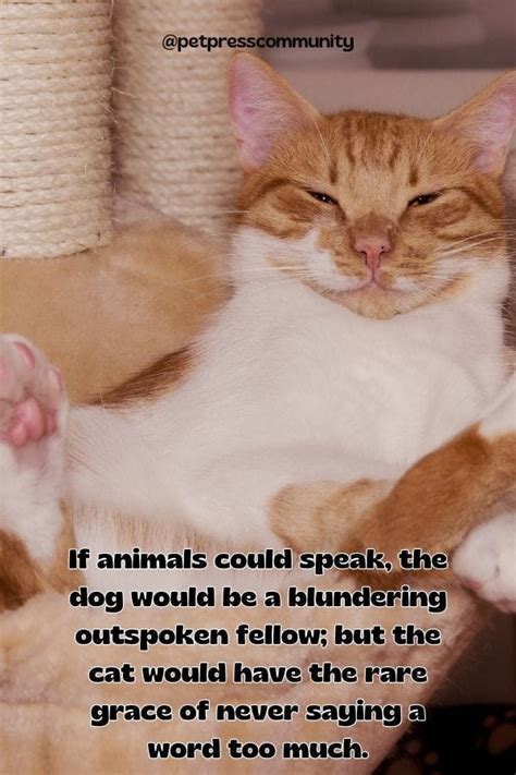 50 Funny Animal Quotes That Will Make You Laugh