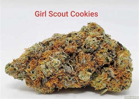 Girl Scout Cookies (The Cali Connection) :: Cannabis Strain Gallery