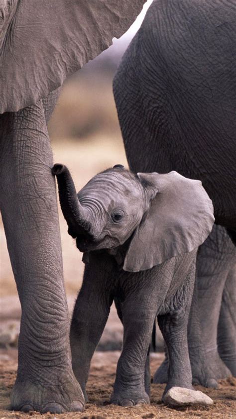 Baby Elephant Wallpapers - Top Free Baby Elephant Backgrounds ...