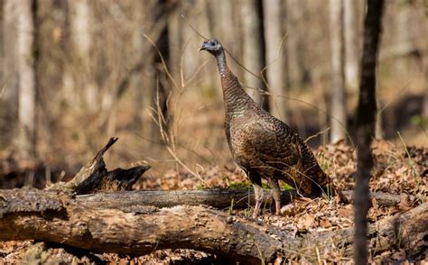 Fall Harvest And Turkey Populations - The National Wild Turkey Federation