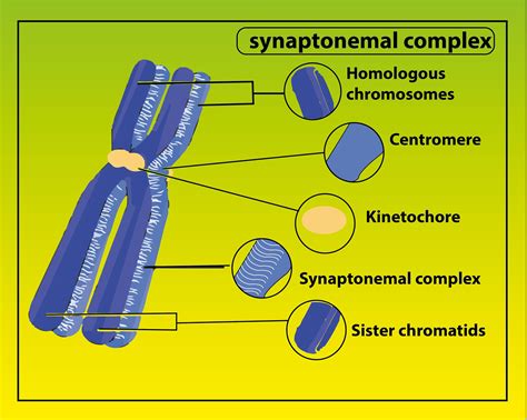 What develops between the homologous chromosomes during zygotene.(a
