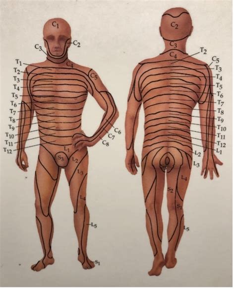 Lumbar Dermatome Distribution