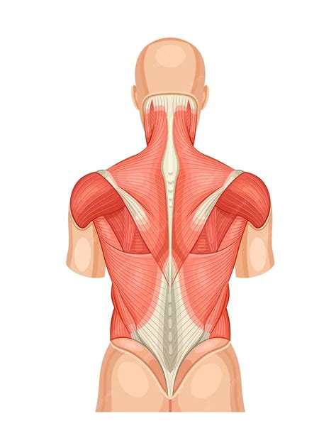 Premium Vector | Back muscles educational anatomical diagram Posterior