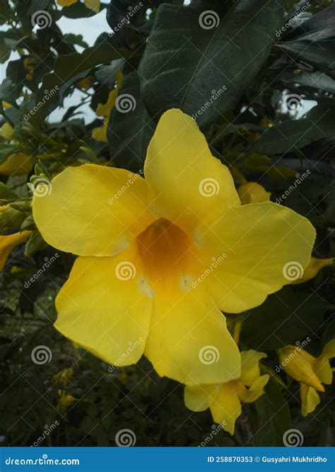 Alamanda stockbild. Bild von erzeugnis, gelb, strauch - 258870353