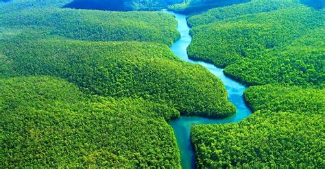 O Que É Vegetação Natural - Vegetação do Brasil: conheça nossos 7 tipos de biomas [resumo]