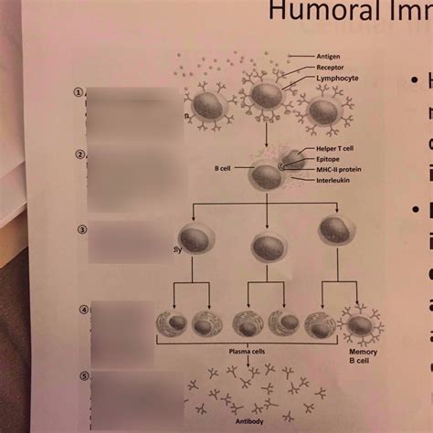 Humoral immunity Diagram | Quizlet