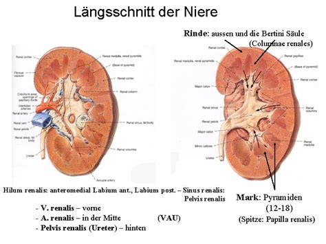 Anatomie der Niere Pelvis renalis Nierenkapsel Befestigung der