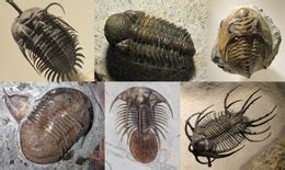 trilobite wikiwand