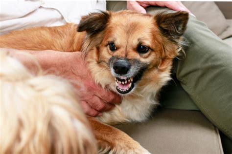 Dog Growling: Is It a Sign of Aggression? | AskVet