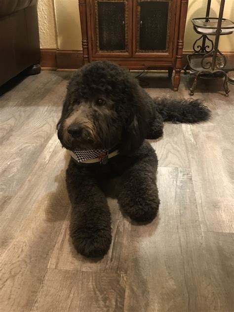 Moss Service Funeral Home welcomes new therapy dog Milo - The Cullman