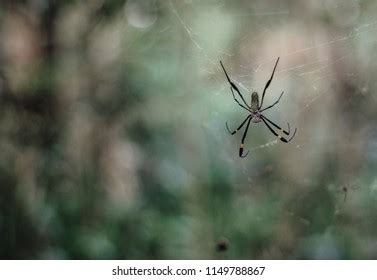 spinder images stock   objects vectors shutterstock