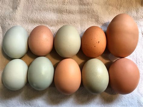 TIL that chickens have earlobes, and the color of a hen's eggs