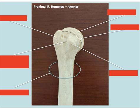 proximal  humerus printable worksheet