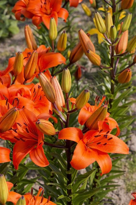 Orange lilies | Free stock photos - Rgbstock - Free stock images ...