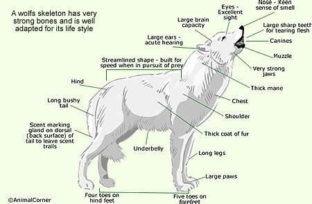 Wolf Anatomy - Body Types & Fur