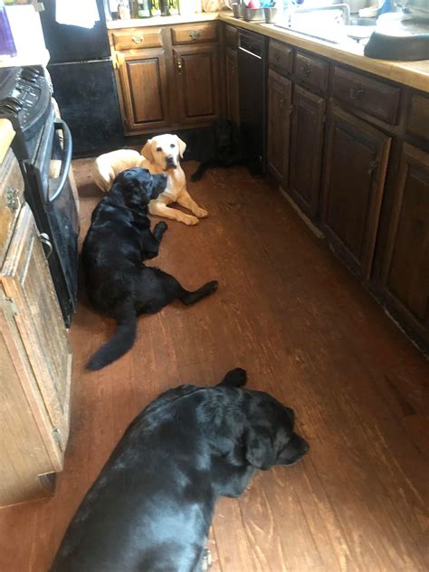 Rivers Edge Labrador Retrievers