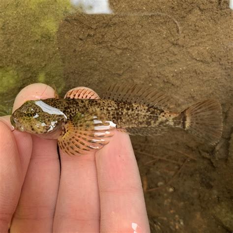 Cottus Sculpins