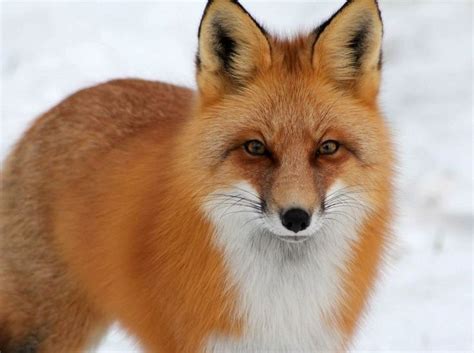 Red Fox | Wallpaper | Pet fox, Majestic animals, Animal pictures