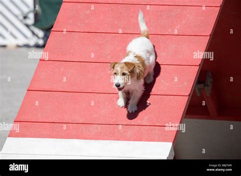 dog agility competition Stock Photo - Alamy