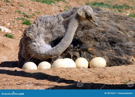 ostrich royalty  stock photography cartoondealercom
