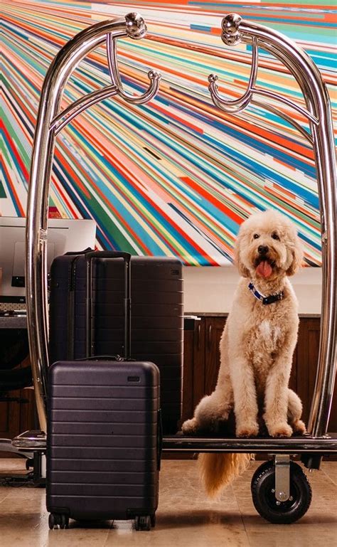 The 9 Most Pet-Friendly Hotels in the US | Pet friendly hotels, Dog