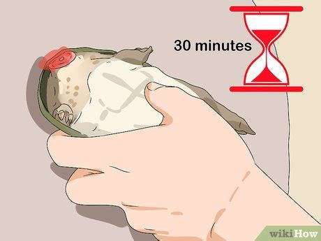 how to clean soft shell turtle