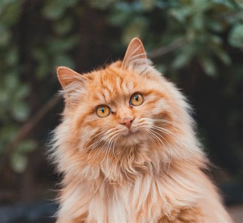 Maine Coon - EnjoyPoodle - Allevamento Barboni e Maine Coon