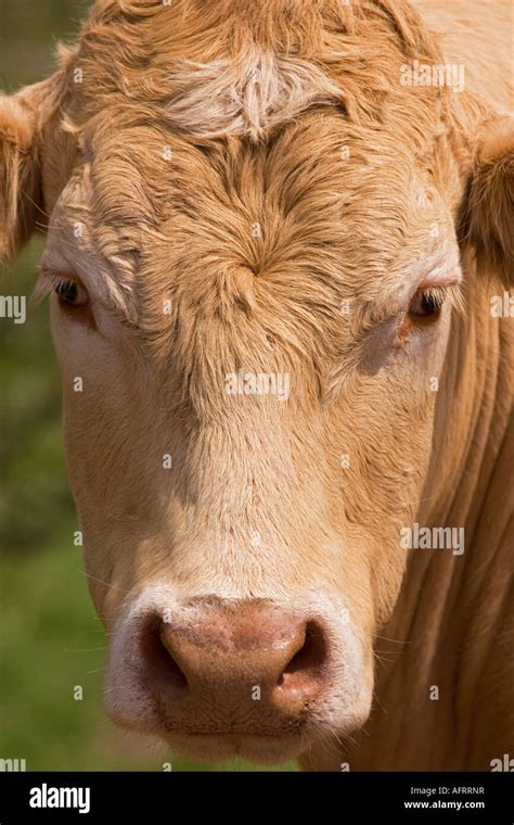 Close up cow face hi-res stock photography and images - Alamy