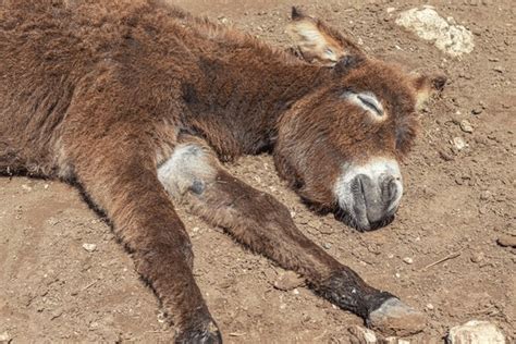 baby donkey sleeping royalty  images stock