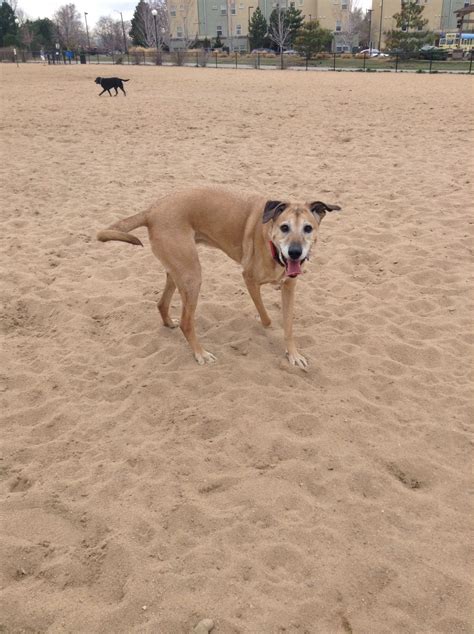 Dakota at the Dog Park – Our Hen House