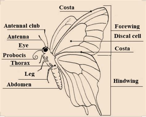 FiNd EvErYtHiNg: ANATOMY OF ADULT BUTTERFLY