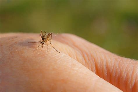 Woman Left Unable to Walk After Mosquito Bite Led to West Nile Virus