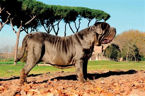 neapolitan mastiff breeders  tastes  italy