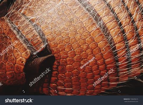 Armadillo Skin Images: Browse 241 Stock Photos & Vectors Free Download ...
