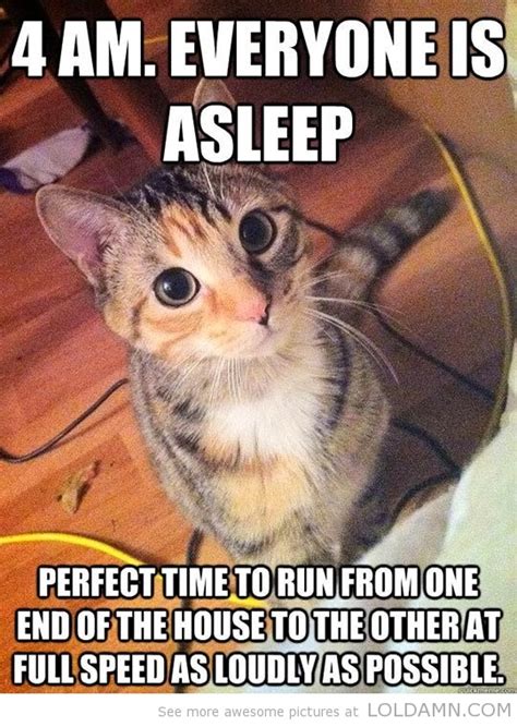 Everyone is a Sleep Funny Cat Quotes |Cat Pictures