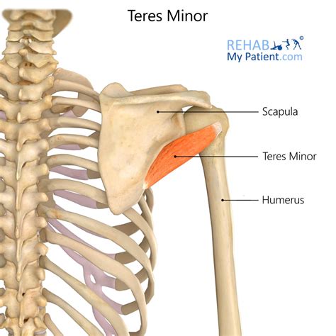 Teres Minor | Rehab My Patient