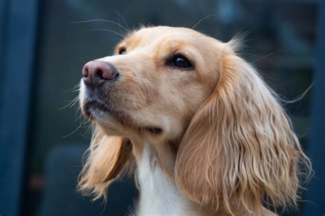 The Countryside Vet - Progesterone Blood Test, Reproduction Vet