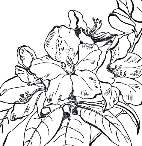 Rhododendron clipart 19 free Cliparts | Download images on Clipground 2025