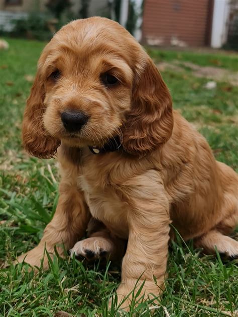 Cocker Spaniel - Orange - PetsForHomes